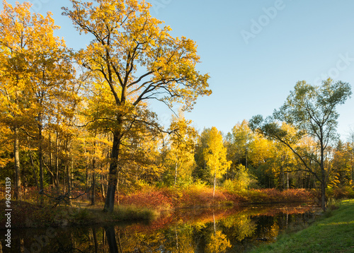 Autumn water landscape with bright colorful yellow leaves in Saint-Petersburg region  Russia.  