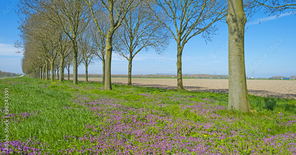 Purple wildflowers under trees in spring 