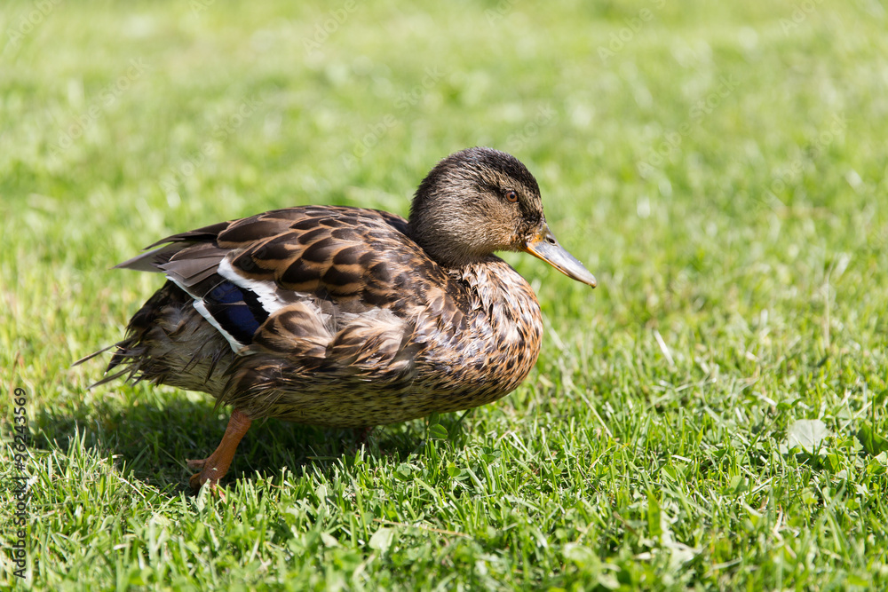 duck walking on green summer meadow duck walking on green summer meadow