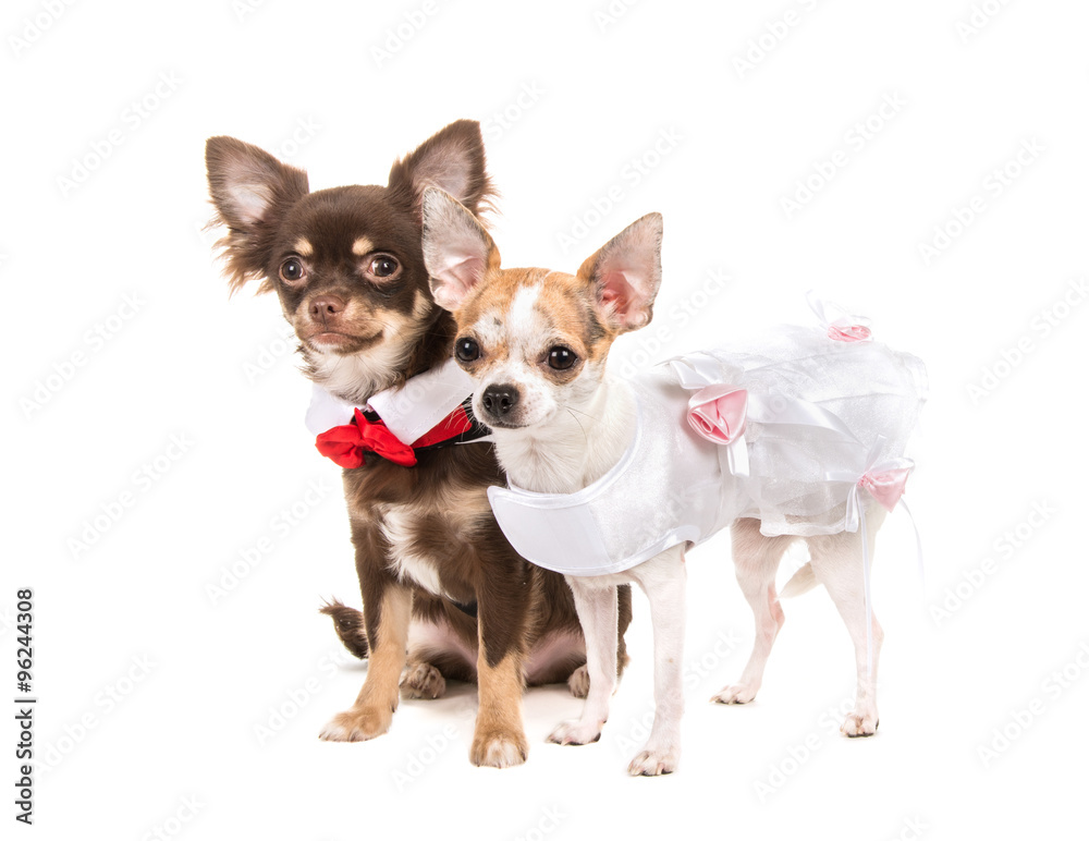 Two chihuahua dogs dressed as bride and groom getting married on a white background