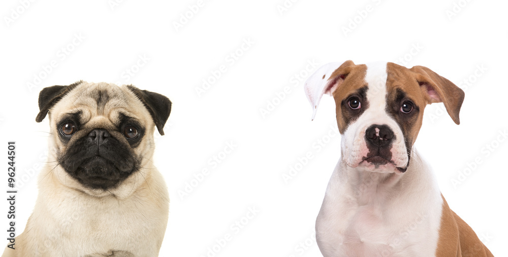 Portait of a pug dog and an american bulldog isolated on a white background