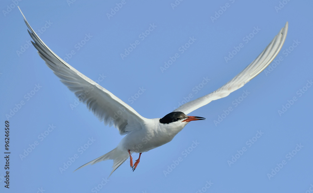 Obraz premium Flitting The Common Tern (Sterna hirundo) on blue sky background