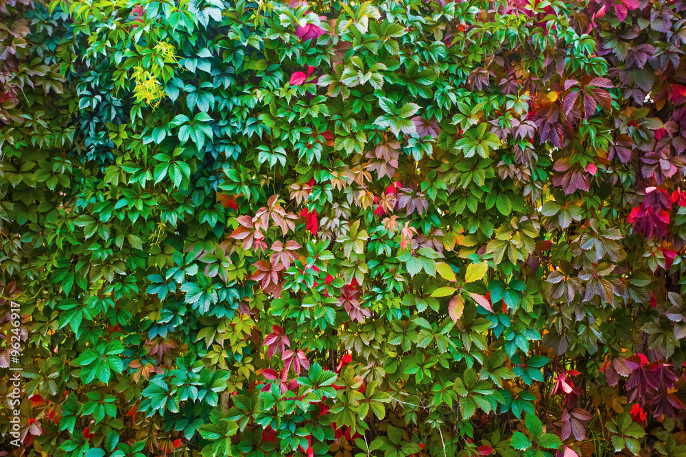 autumn background autumn background