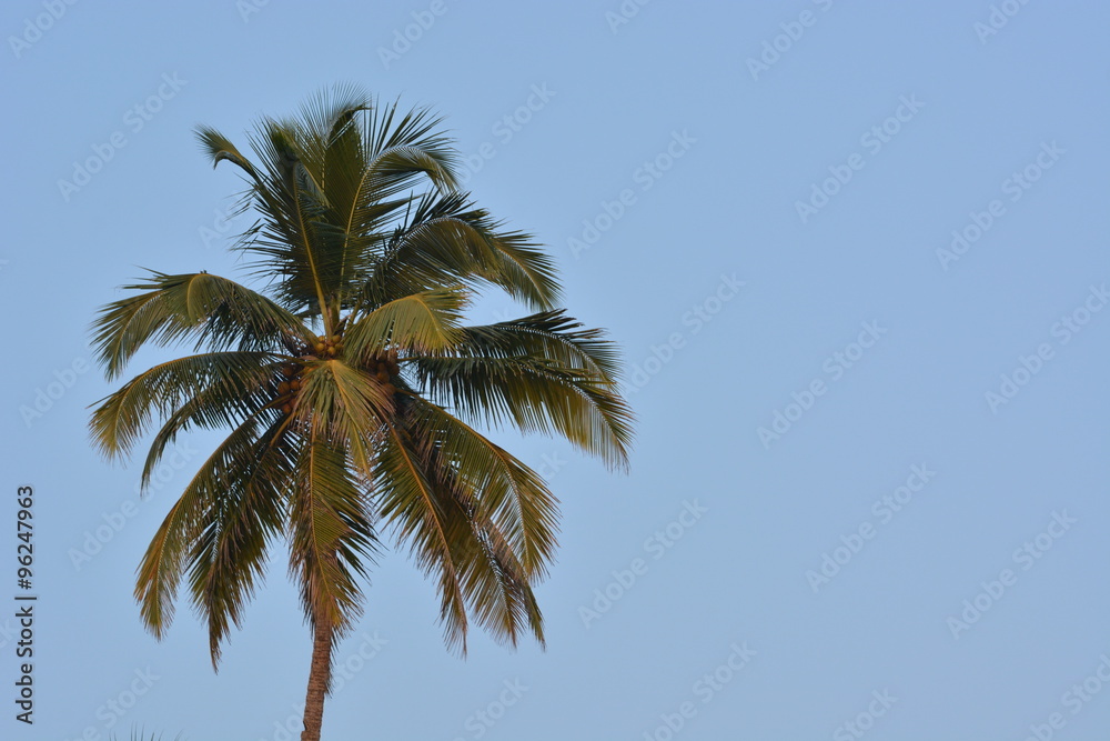 Coconut palm in Goa, India