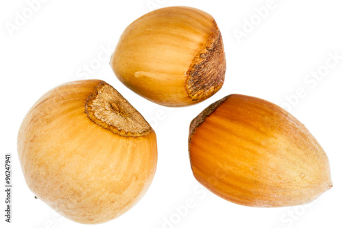 Three forest hazelnuts