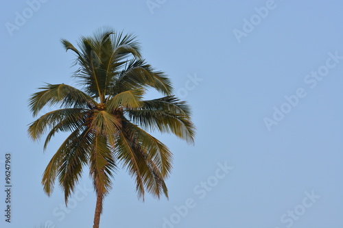 Coconut palm in Goa  India