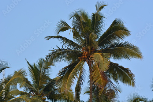 Coconut palm in Goa  India