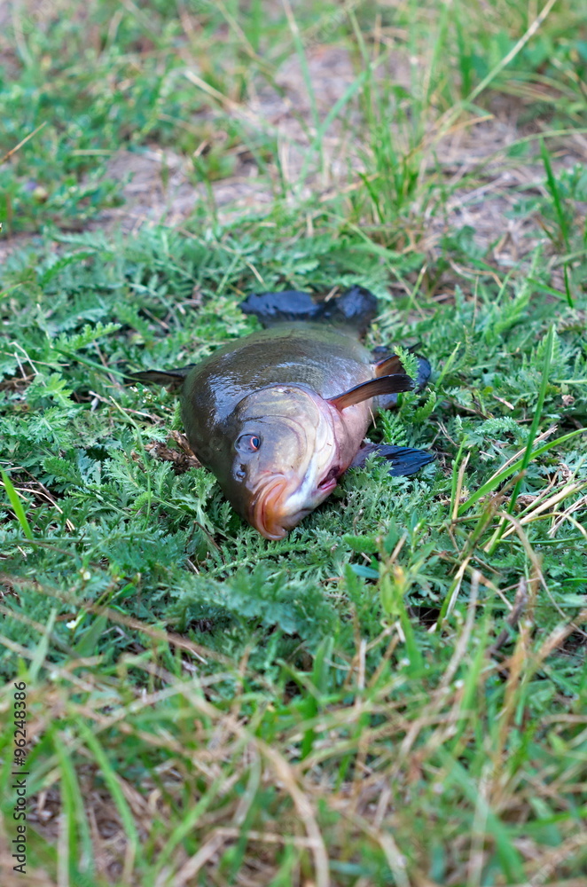 Obraz premium tench fish head in focus