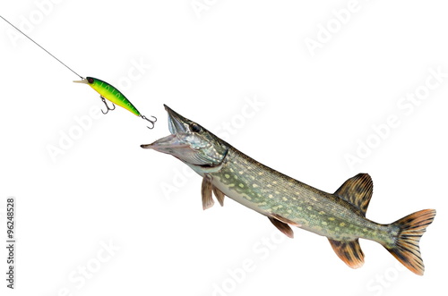 pike pursuing lures, isolated on white background