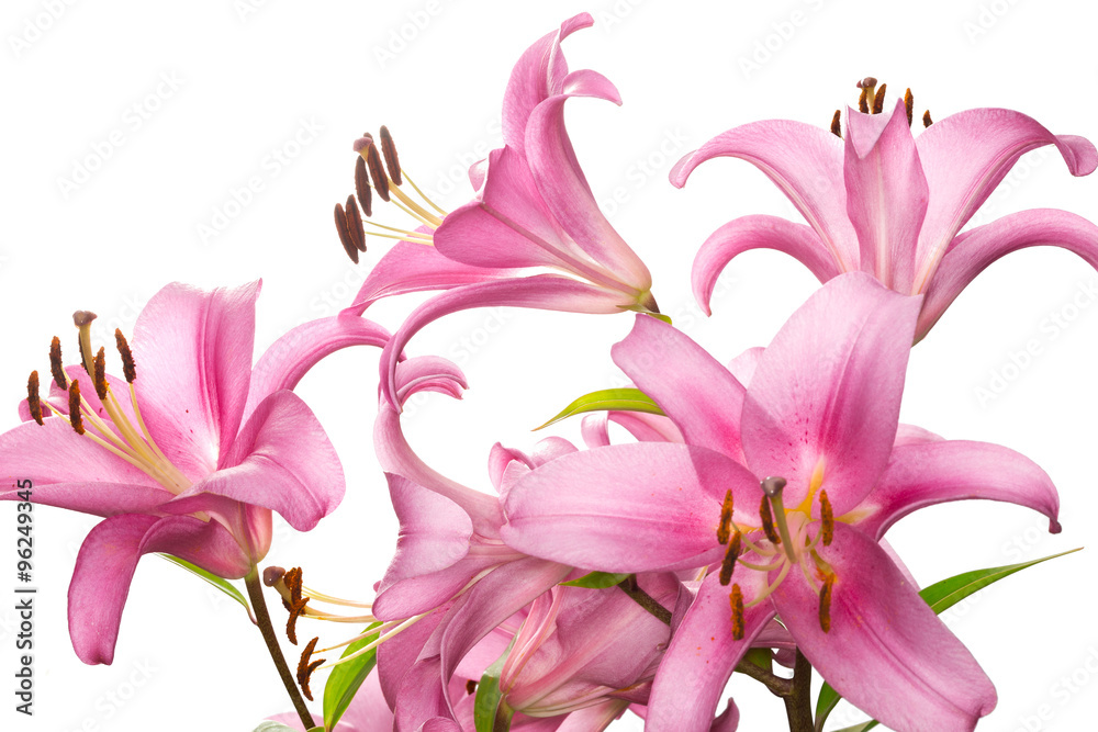 pink lily flower