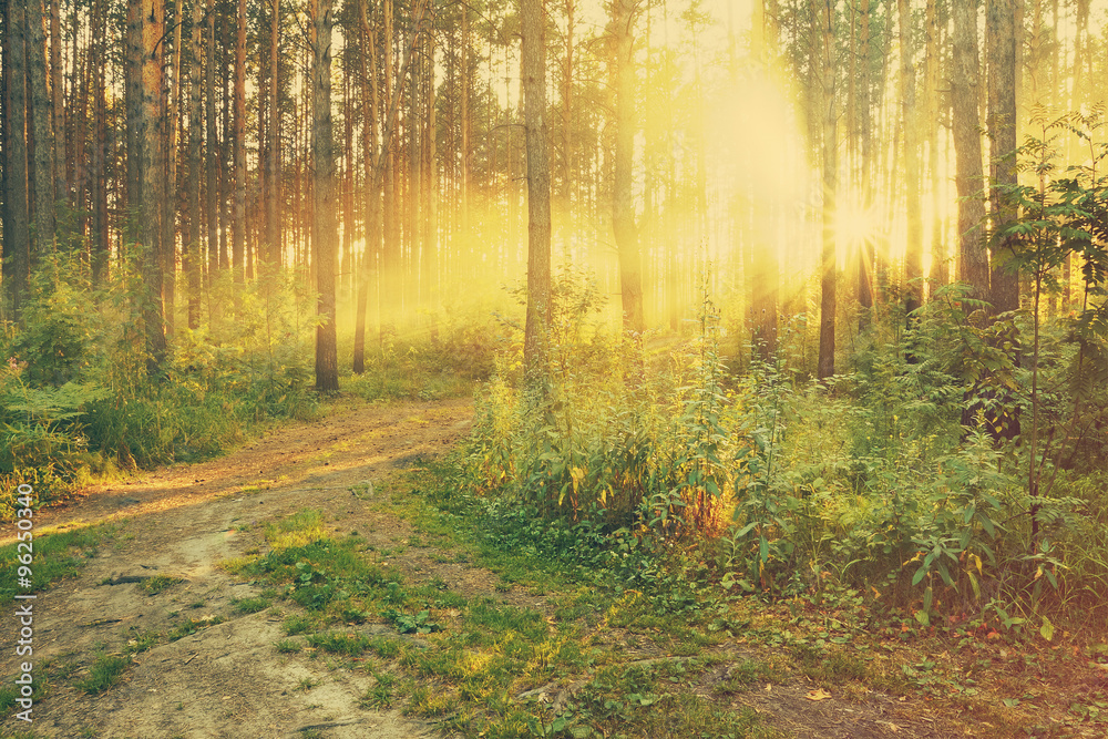 Obraz premium sunset in the woods