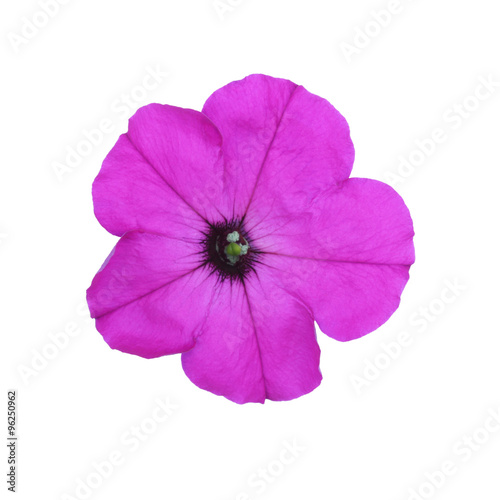 Purple petunia isolated on white background © siberianlena