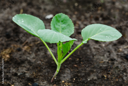 young cabbage growing