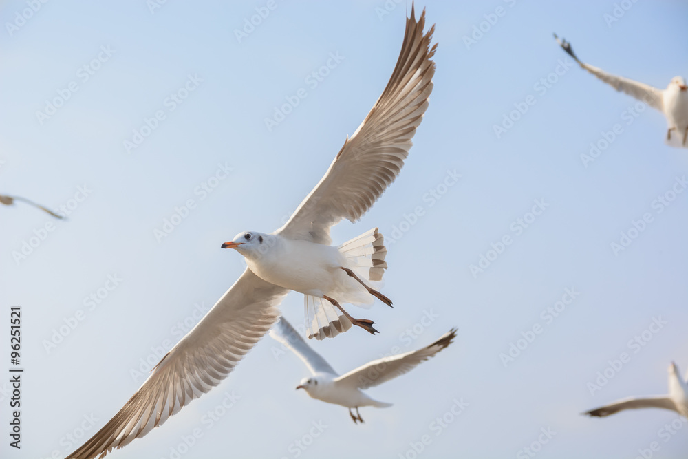 Seagulls on the sky Seagulls on the sky