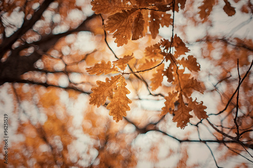 autumn oak-tree leaves