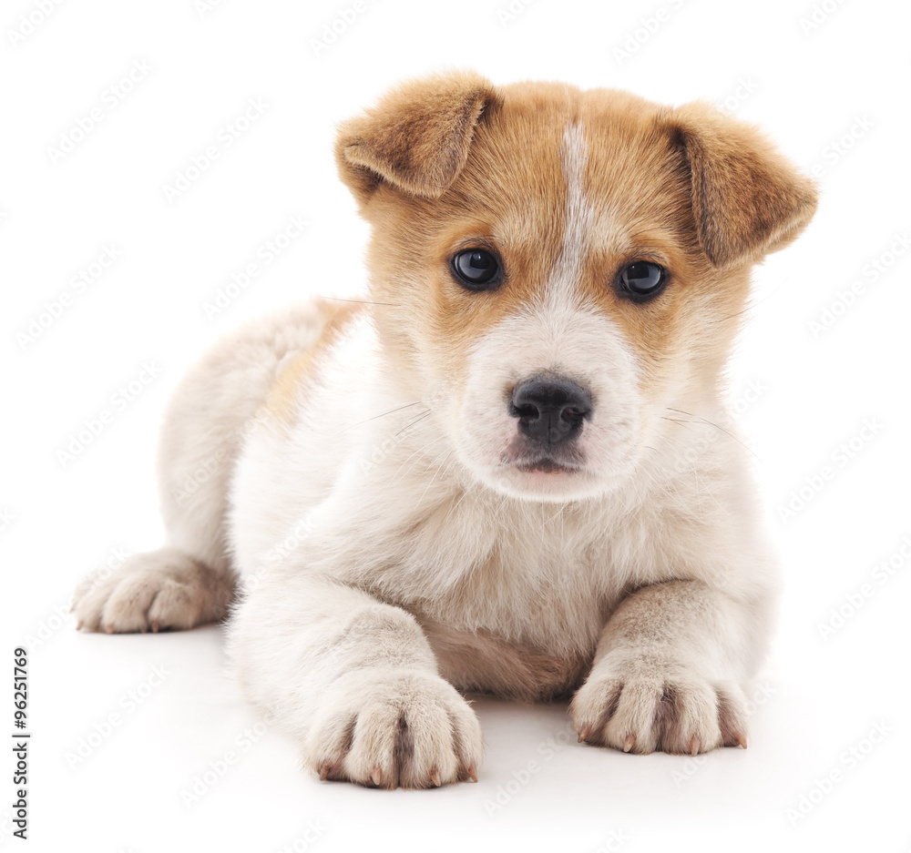 Small puppy. Small puppy.
