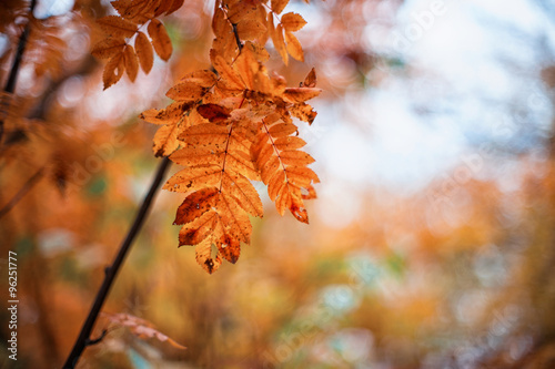 rowan-tree with rowanberry