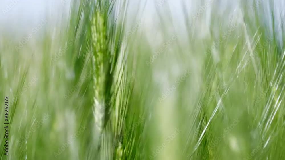 Rack focus shot of wheat ears swaying in farm on sunny day Rack focus shot of wheat ears swaying in farm on sunny day