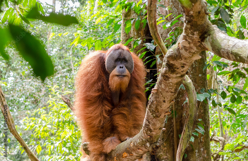 Sumatran wild orangutan in Gunung Leuser National Park in Northern Sumatra, Indonesia - obrazy, fototapety, plakaty 