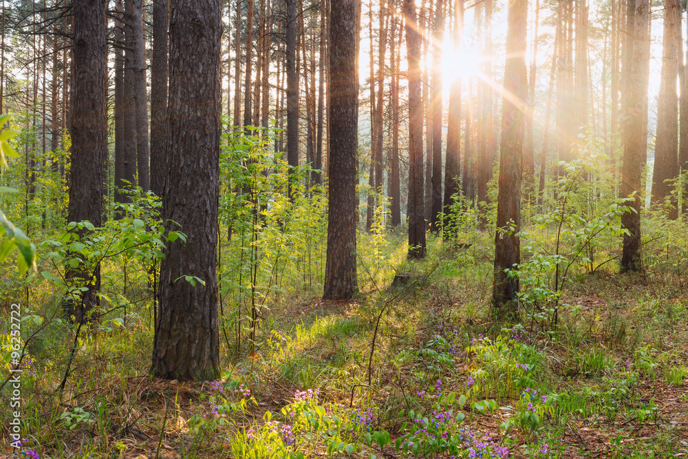 Obraz premium in the woods