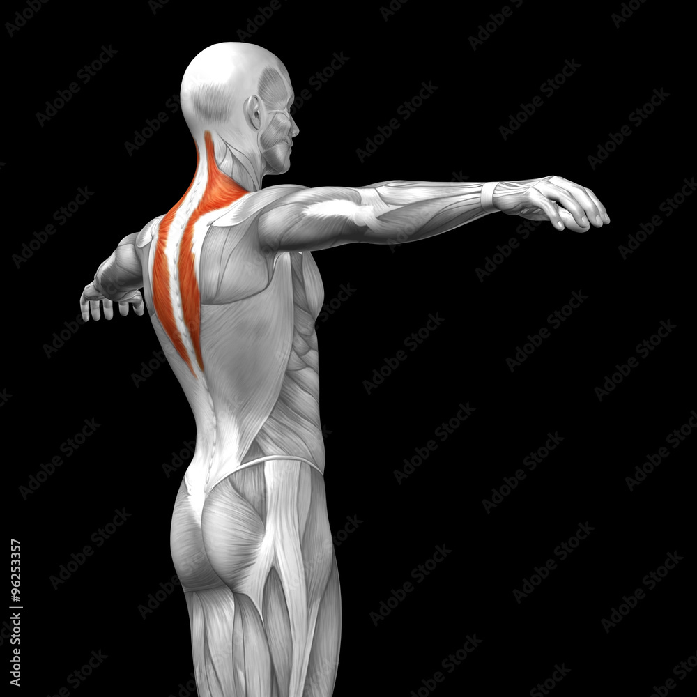 Conceptual 3D anatomy muscle isolated Conceptual 3D anatomy muscle isolated
