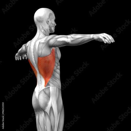 Conceptual 3D anatomy muscle isolated