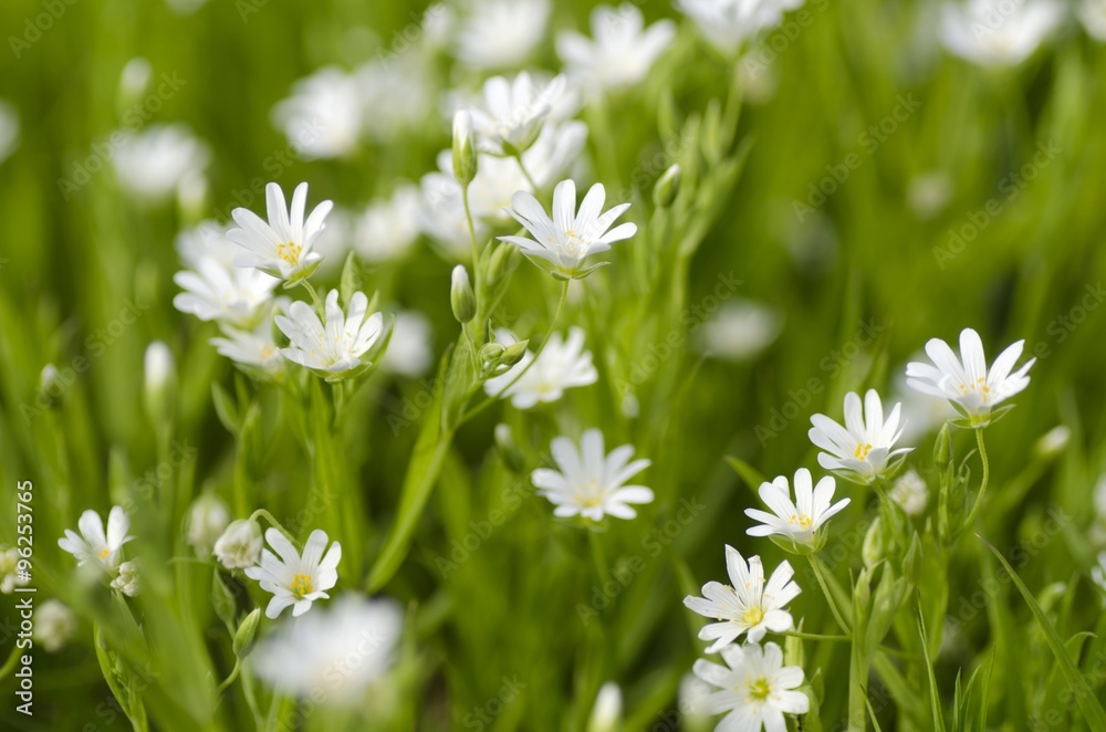 Wildflower. Wildflower.
