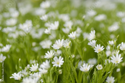 Cuadro en lienzo Wildflower.