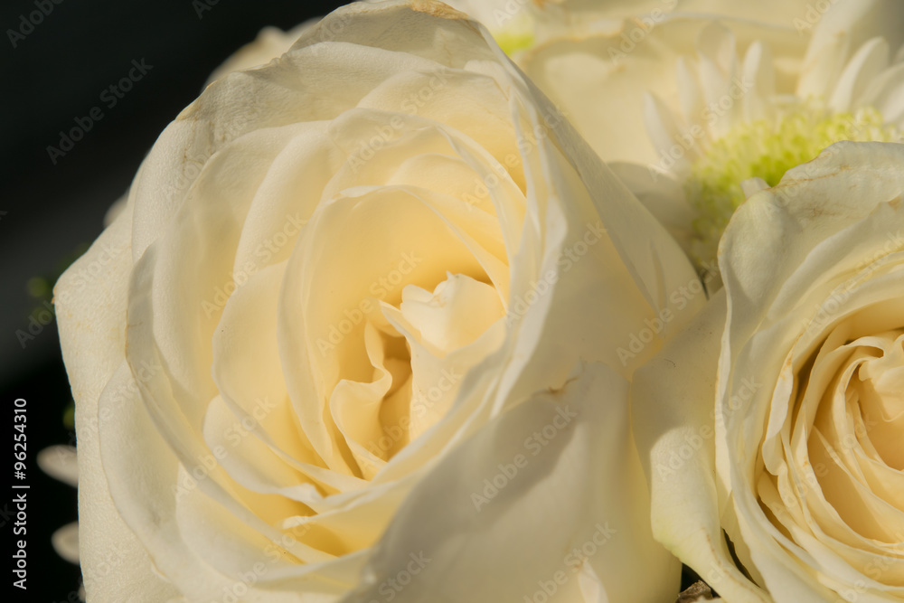 Yellow roses close-up Yellow roses close-up