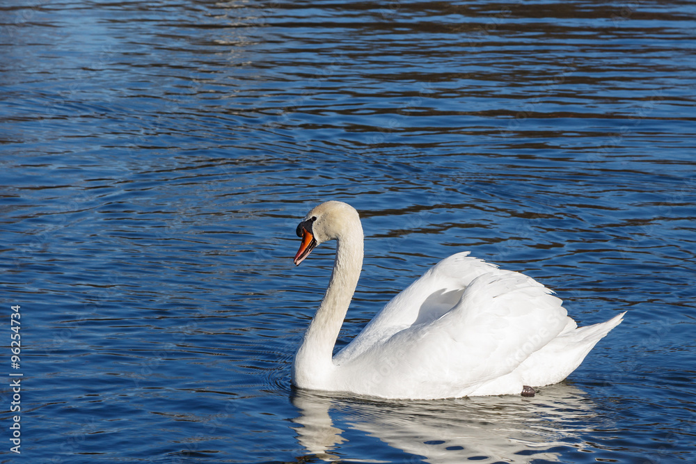 White swan on lake White swan on lake