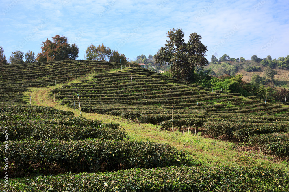 Tea plantation in Mae Salong, northen Thailand.