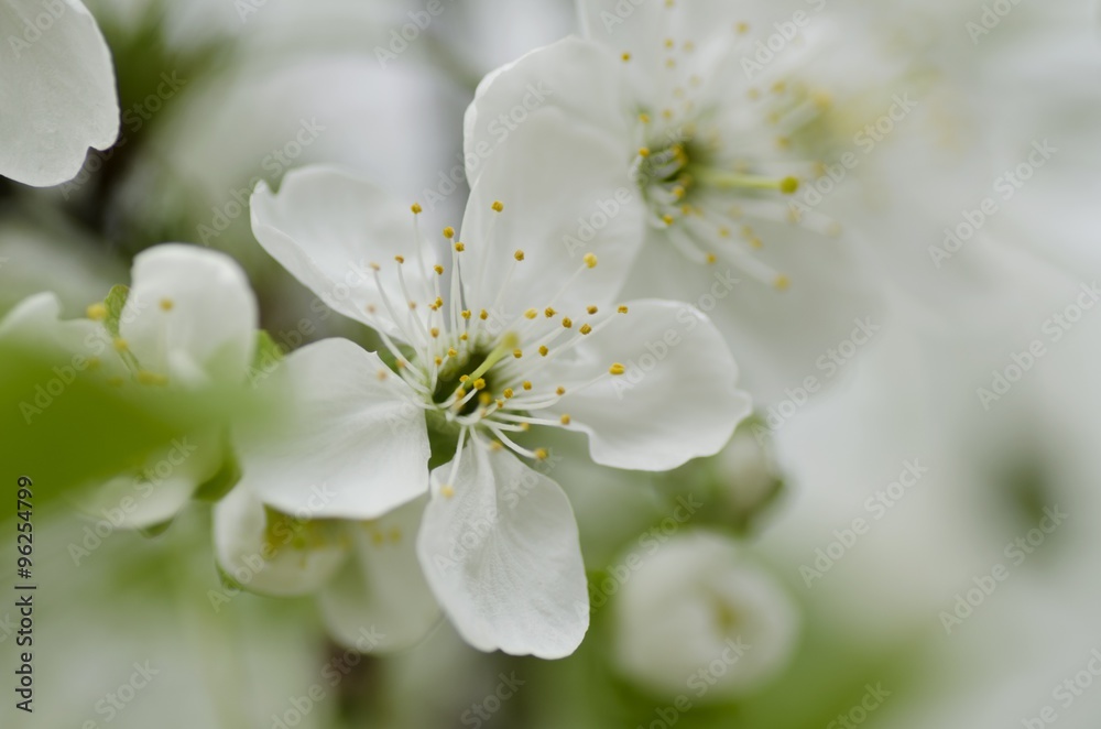 Flower. Flower.