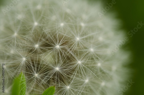 Dandelion.