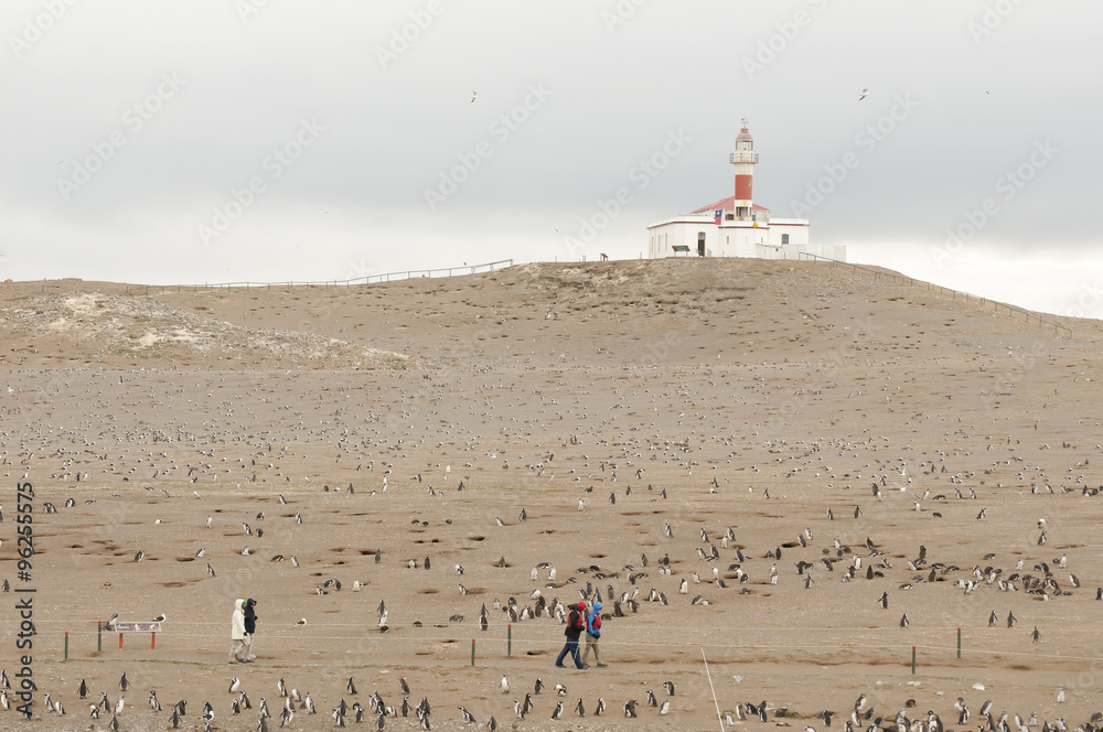 Fototapeta premium Penguins - Magdalena Island - Chile