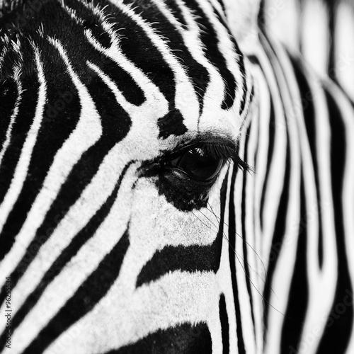 zebra in field