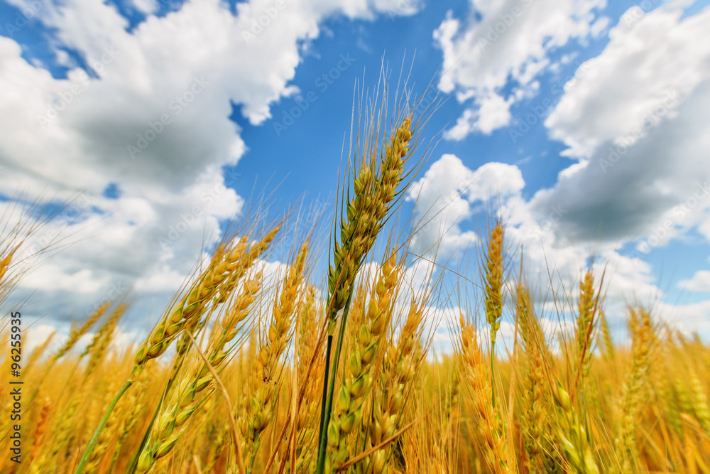 Obraz premium Wheat ears