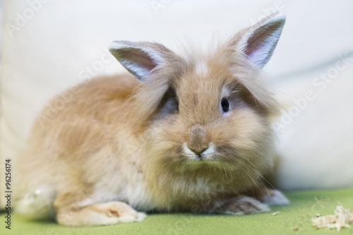 Golden rabbit sitting on the couch, domesticated pet, looking ahead. Suitable for children