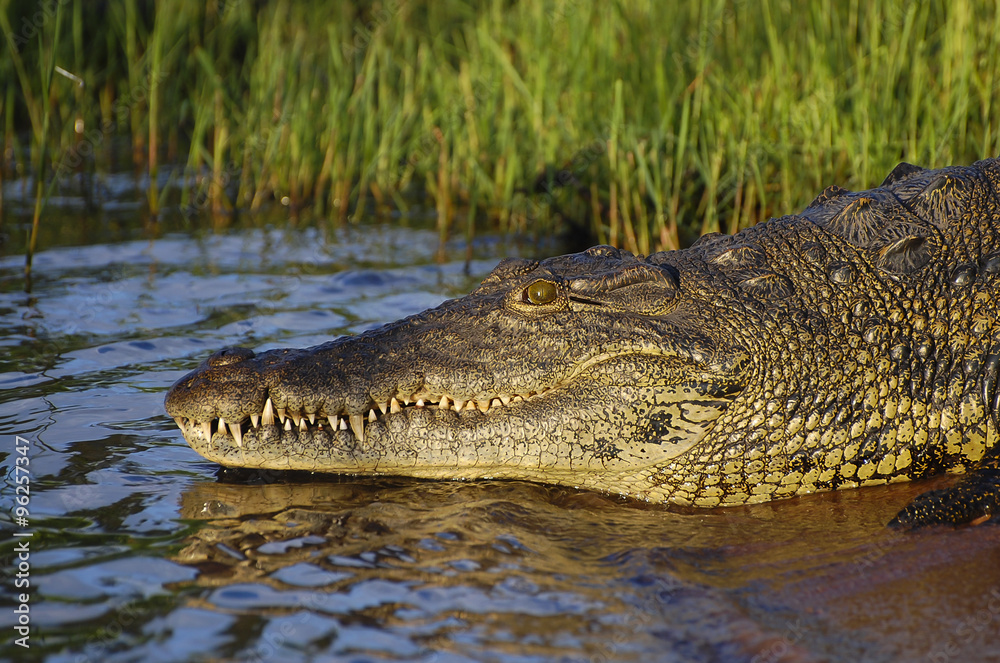 Crocodile - Chobe National Park - Botswana Crocodile - Chobe National Park - Botswana