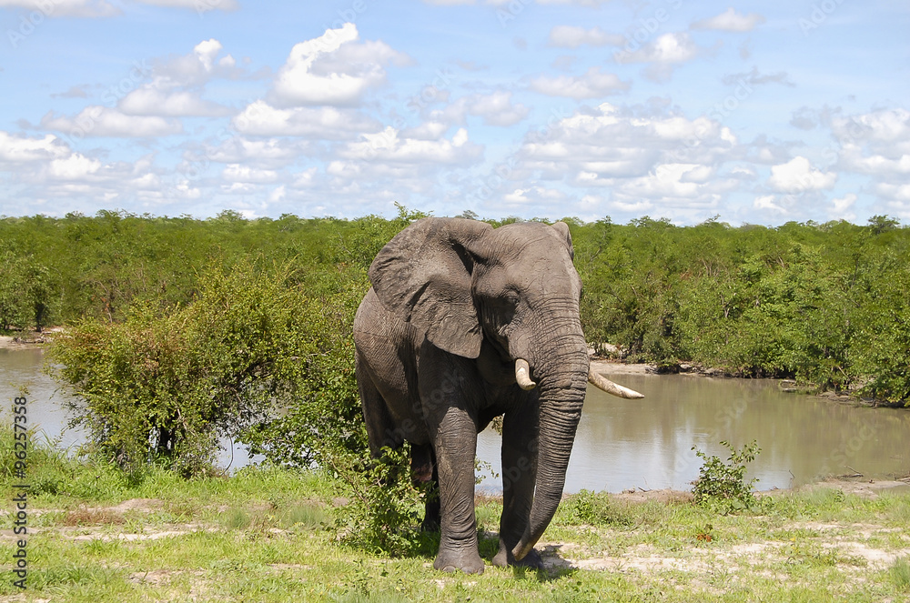 Fototapeta premium Elephant - Chobe National Park - Botswana