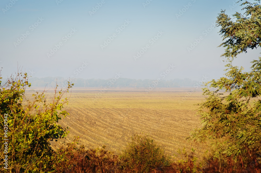 panoramic view of wheat