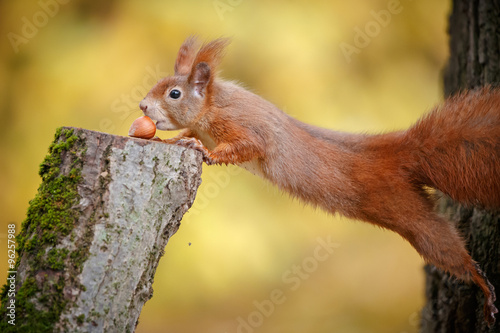 Stretching red squirrel