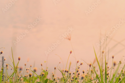 Blur grass flower on tropical sunset beach abstract background.Nature background.