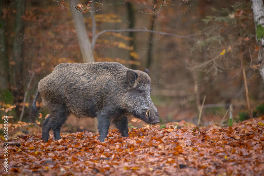 Male wild boar standing in fallen beech leaves in autumn forest Male wild boar standing in fallen beech leaves in autumn forest