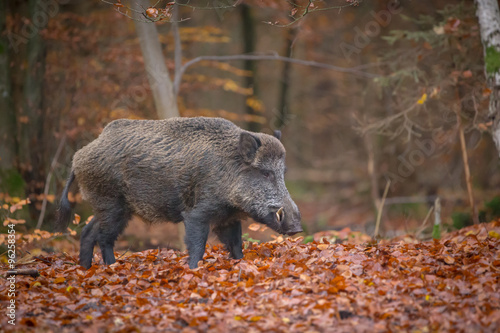 Male wild boar standing in fallen beech leaves in autumn forest