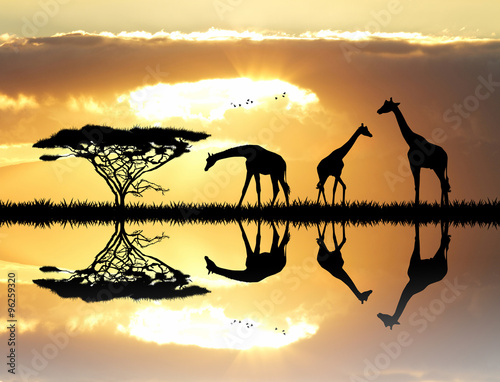 giraffe silhouette at sunset
