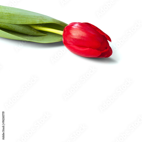 red tulip flower on a stem