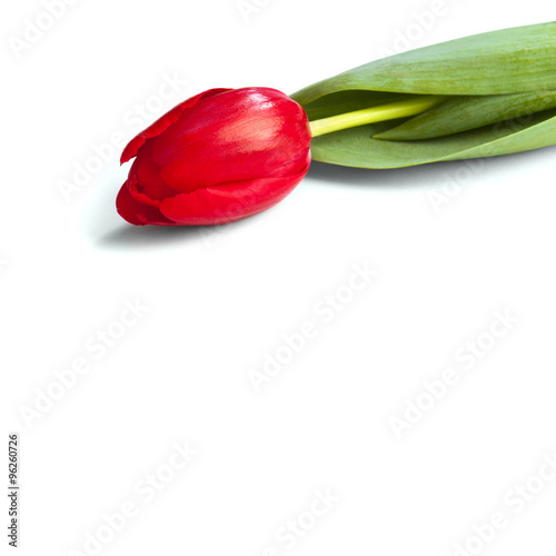 red tulip flower on a stem