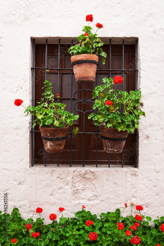 Fototapeta Naklejka Na Ścianę i Meble -  geraniums in pots