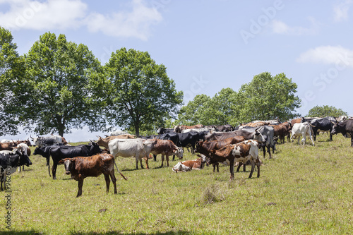 Cattle bulls cows animals on rural farm landscape