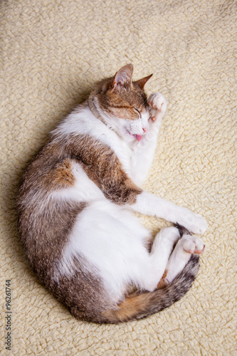 Obraz na plátně relaxing cat